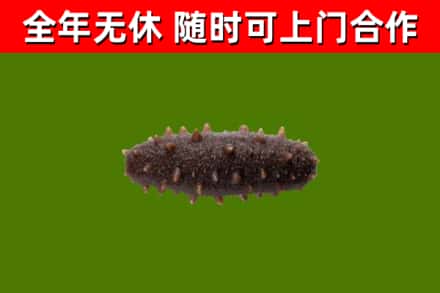 武城县回收海参干